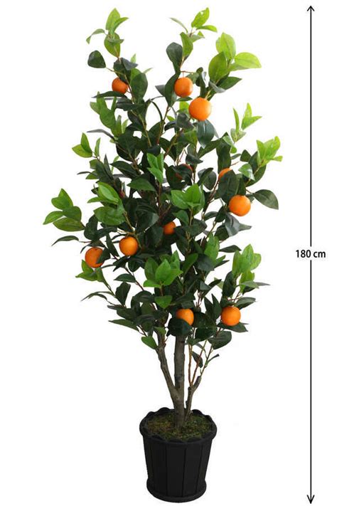 portakal ağacı özellikleri